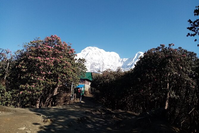 Pokhara: Guided Mardi Himal Base Camp 4500 M Trek - Common Questions