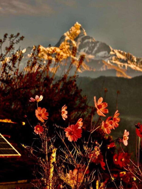 Pokhara: Mardi Himal Trek with 1 Night in a Forest Camp - FAQ