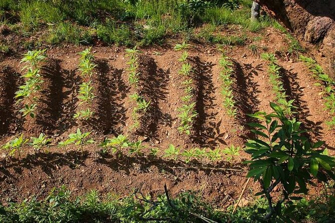 Pokhara: Organic Farm Tour and Cooking Class at Durku - Lunch