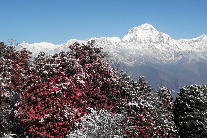 Pokhara: Poon Hill Ghorepani Short Trek - Cancellation Policy