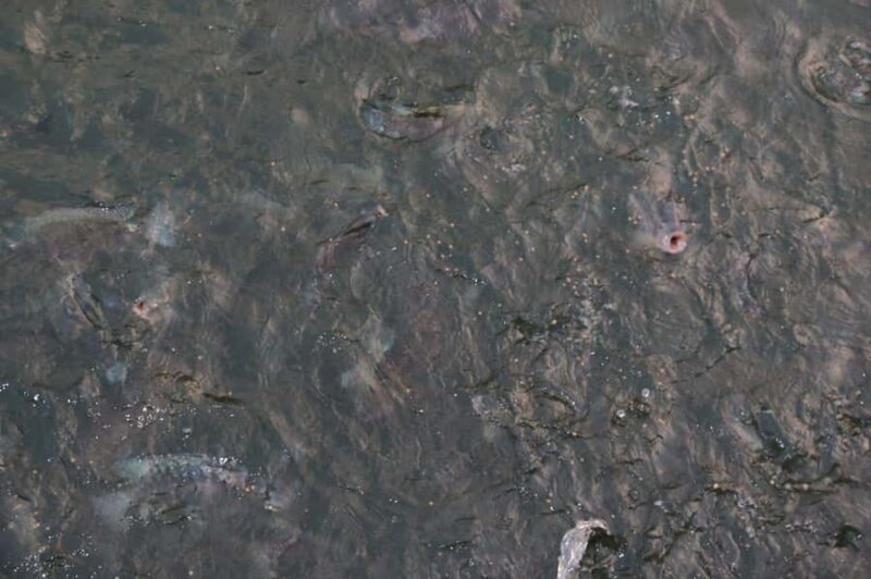 Pokhara: Queen Forest Hike & Talbarahi Temple Visit in Boat - Final Thoughts