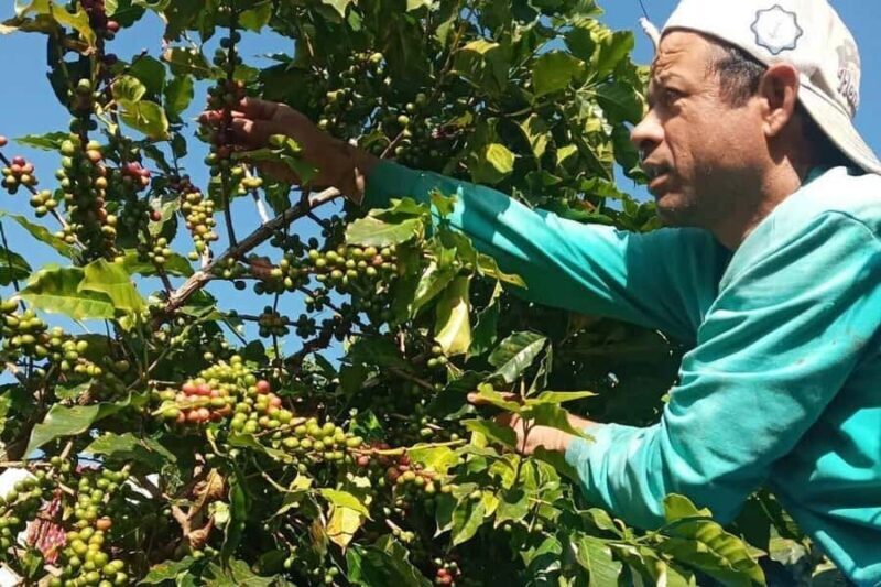 Pokhara: Sarangkot Village Coffee Culture & Local Life Hike - An In-Depth Look at the Sarangkot Coffee & Village Hike