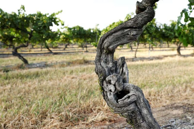 Pokolbin: The Mother Vine Experience | Tour and Wine Tasting - Good To Know
