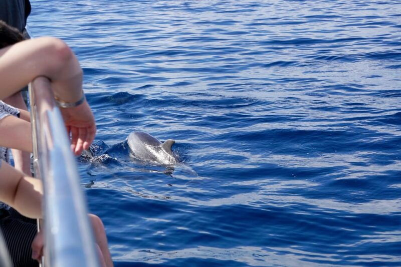 Pollença: Dolphin Watching Boat Excursion - Booking Information