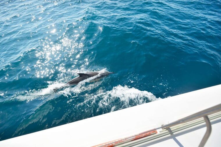 Pollença: Dolphin Watching Boat Excursion - Itinerary Highlights