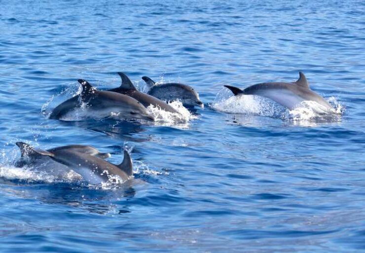 Pollença: Dolphin Watching Boat Excursion - Good To Know
