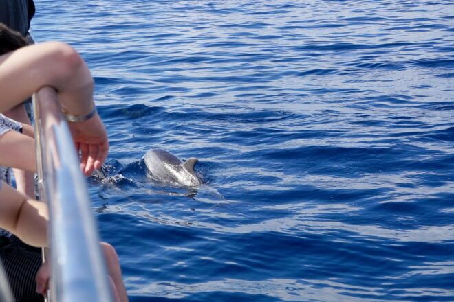 Pollença: Dolphin Watching Boat Excursion - Departure and Sightseeing