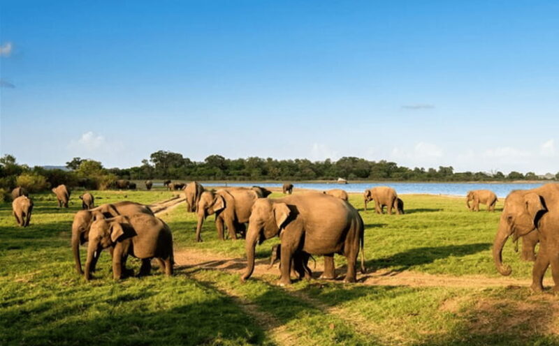 Polonnaruwa Ancient City and Wildlife Safari from Dambulla - Exploring the Polonnaruwa Ancient City and Wildlife Safari from Dambulla