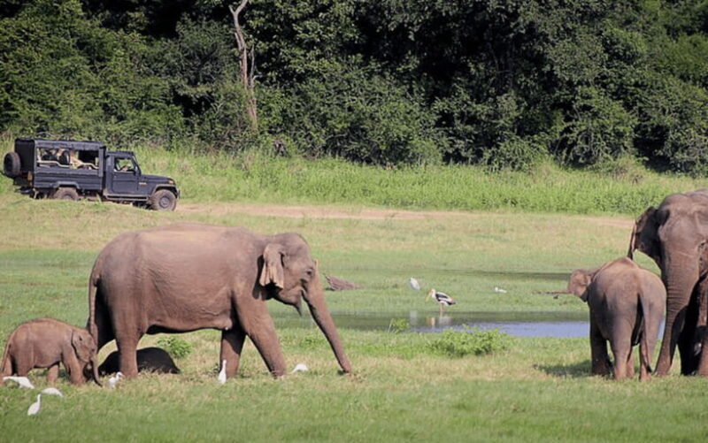 Polonnaruwa Ancient City and Wildlife Safari from Dambulla - Transportation & Group Size