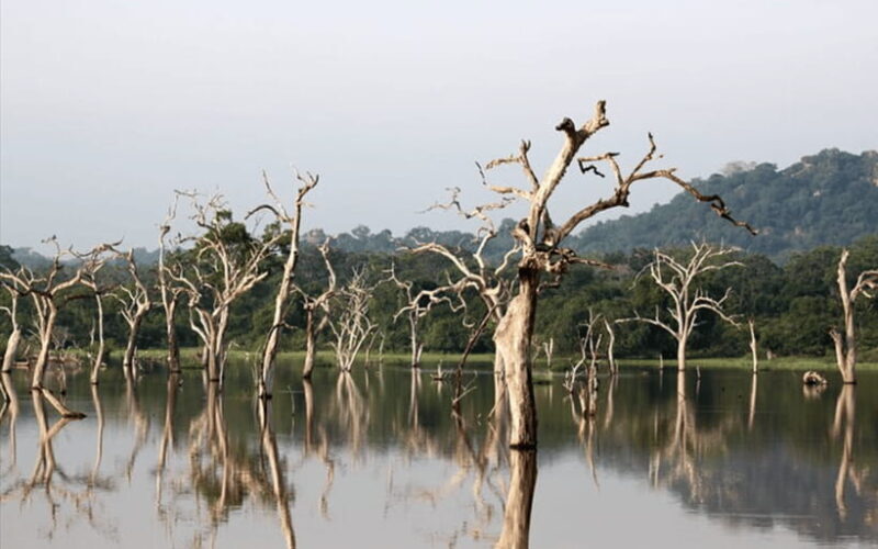 Polonnaruwa Ancient City and Wildlife Safari from Dambulla - The Journey’s Logistics