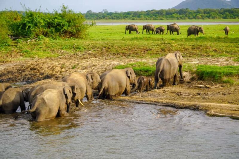 Polonnaruwa Ancient City & Minneriya Safari Combo Tour - The Wildlife Encounter: Minneriya Safari