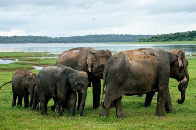 Polonnaruwa Ancient City & Minneriya Safari Full-Day Tour - Safari at Minneriya National Park