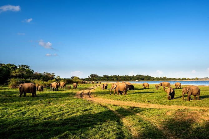 Polonnaruwa Ancient Kingdom and Wild Elephant Safari from Habarana - Who Is This Tour Best Suited For?