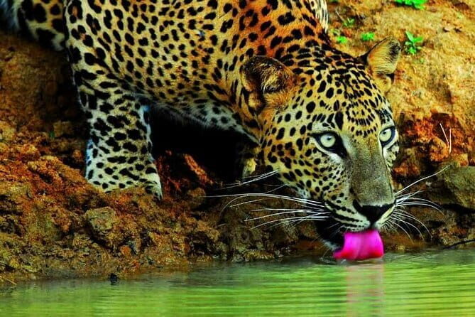 Polonnaruwa Ancient Kingdom and Wild Elephant Safari from Habarana - The Sum Up