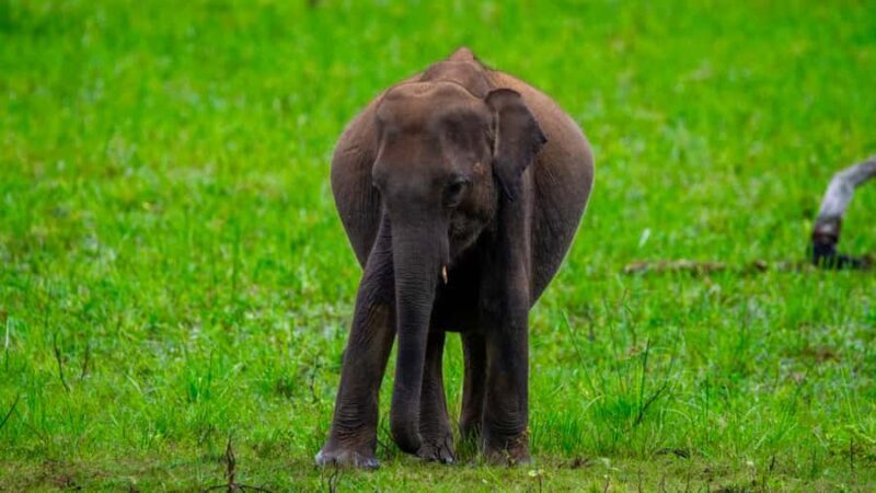 Polonnaruwa Cycling: Paddy-Field Lunch with Eco Park Safari - FAQ
