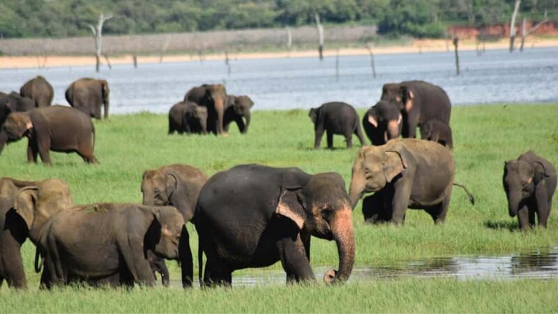 Polonnaruwa Cycling: Paddy-Field Lunch with Eco Park Safari - FAQ