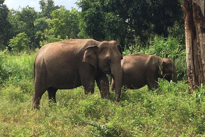 Polonnaruwa Day Tour With Lunch by Mahaweli - Transportation and Guide