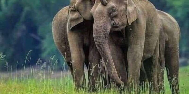 Polonnaruwa Day Tour With Minneriya NP Elephant Safari - The Sum Up