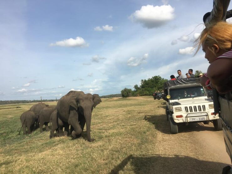 Polonnaruwa Sight Seeing Tour and Minneriya Elephant Safari - Good To Know