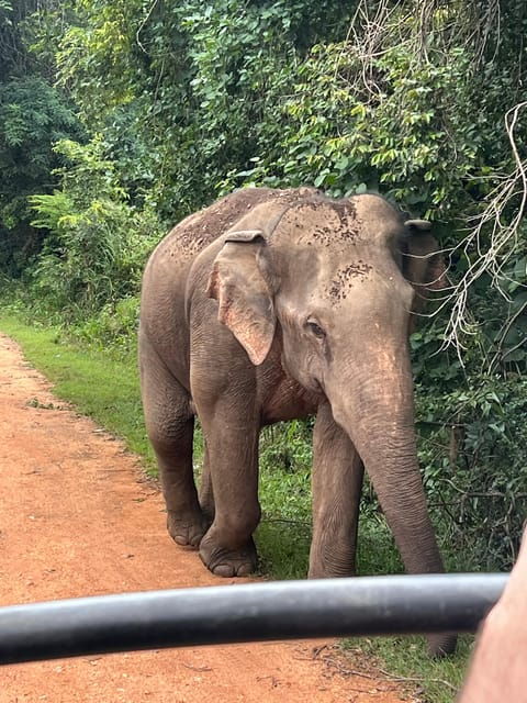 Polonnaruwa Sight Seeing Tour and Minneriya Elephant Safari - Minneriya National Park