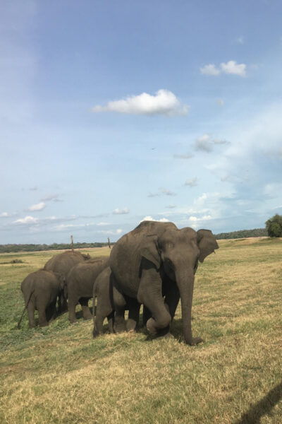 Polonnaruwa Sight Seeing Tour and Minneriya Elephant Safari - Accessibility Features