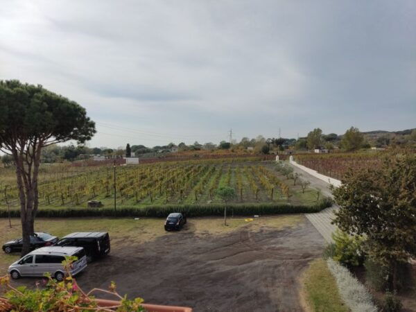 Pompei Tour - Highlights and Description