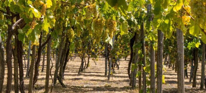 Pompei & Vesuvius Private Day With Stop Lunch in the Winery - Main Stops and Activities