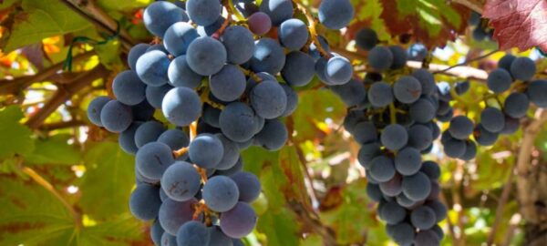 Pompei & Vesuvius Private Day With Stop Lunch in the Winery - Frequently Asked Questions
