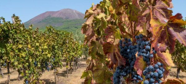 Pompei & Vesuvius Private Day With Stop Lunch in the Winery - The Sum Up