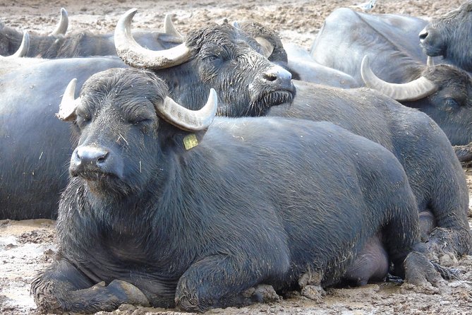 Pompeii and Herculaneum Skip-The-Line With Lunch&Winetasting From Rome - Common Questions
