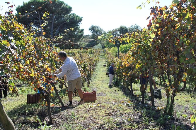 Pompeii and Wine Tasting Tour at the Slopes of the Mt Vesuvius - Pompeiis History and Destruction