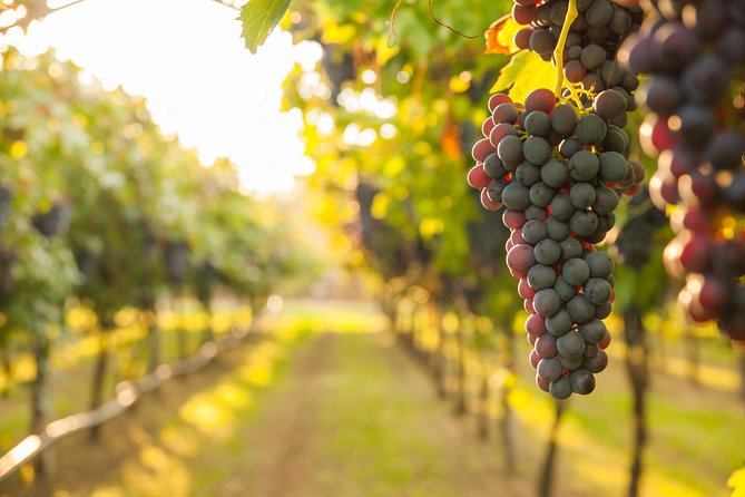 Pompeii and Wine Tasting Tour at the Slopes of the Mt Vesuvius - Exploring the Ancient Ruins