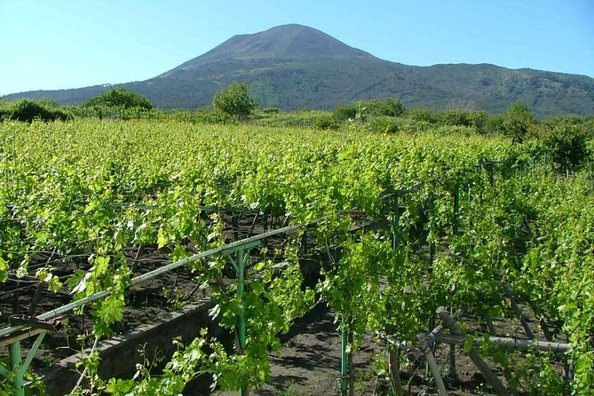 Pompeii and Wine Tasting Tour at the Slopes of the Mt Vesuvius - Unwinding at the Vineyard