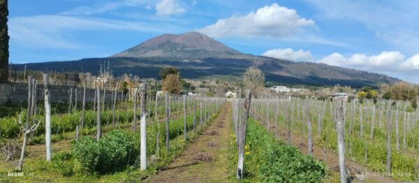 Pompeii and Wine Tasting Tour - The Sum Up