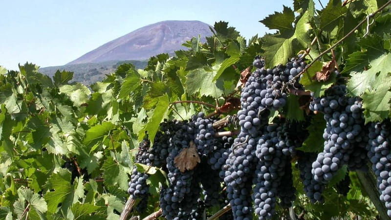 Pompeii: Archeological Tour & Wine Tasting at Mt. Vesuvius - Pompeii: Archeological Tour & Wine Tasting at Mt. Vesuvius – An In-Depth Review