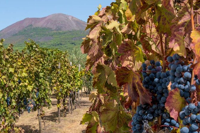 Pompeii, Herculaneum and Wine Tasting From Naples - Customer Reviews