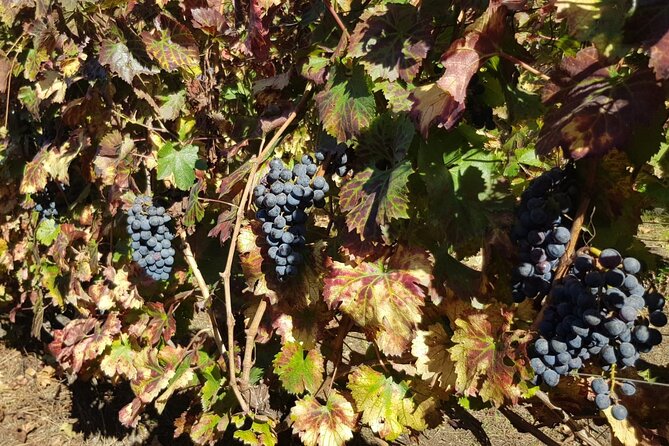 Pompeii Ruins and Wine Tasting - Additional Information