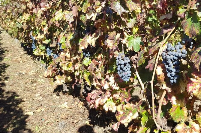 Pompeii Ruins and Wine Tasting - Directions for a Seamless Experience