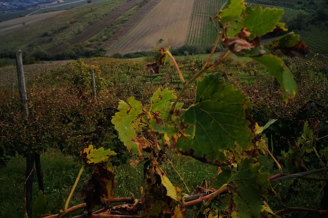 Pompeii Ruins and Wine Tasting - Tips for a Memorable Day