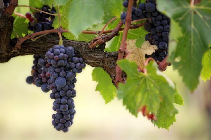 Pompeii Ruins and Wine Tasting Tour - Good To Know
