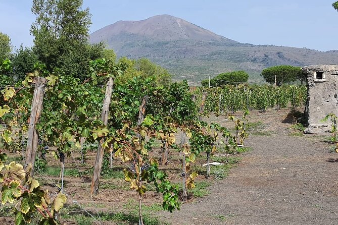 Pompeii Ruins and Wine Tour From Positano - Tour Details