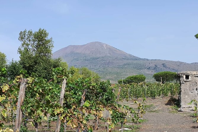 Pompeii Ruins and Wine Tour From Sorrento - Tour Highlights