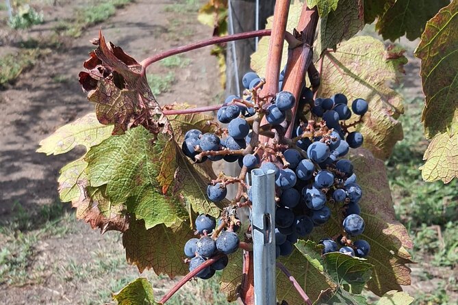 Pompeii Ruins and Wine Tour From Sorrento - Historical Significance