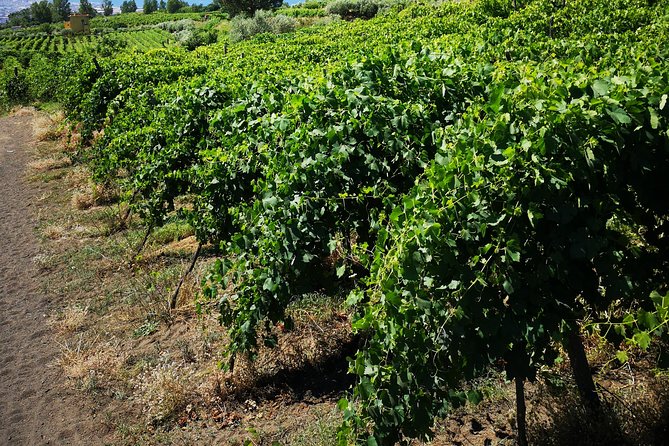 Pompeii Ruins & Lunch W/ Wine Tasting - Common Questions