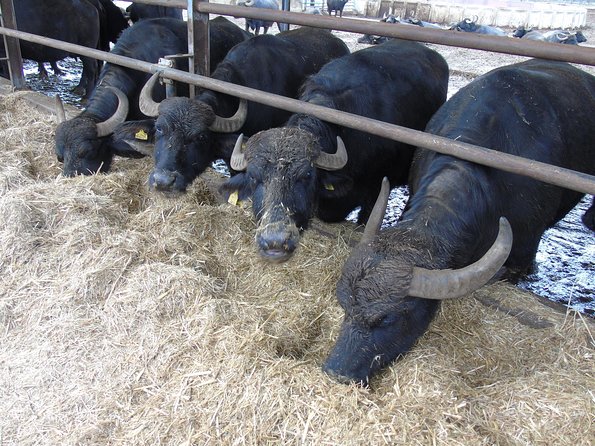 Pompeii Skip-The-Line and Mt Vesuvius With Lunch&Winetasting From Naples Port - Tour Logistics