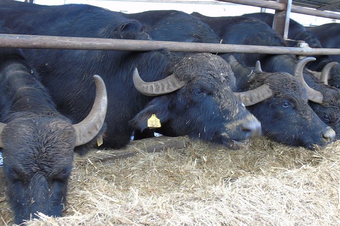 Pompeii Skip-The-Line and Naples Full Day Tour From Rome - Tour Inclusions