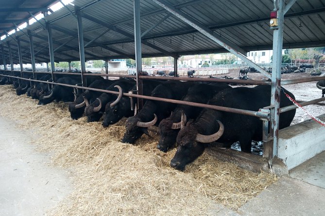 Pompeii Skip-The-Line and Naples Full Day Tour From Rome - Cancellation Policy