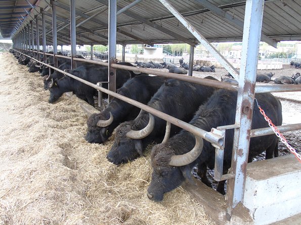 Pompeii Skiptheline and Mt Vesuvius With Lunch&Winetasting From Rome - Lunch and Wine Tasting on Mt Vesuvius