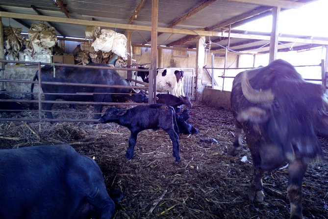 Pompeii Skiptheline and Mt Vesuvius With Lunch&Winetasting From Rome - Reviews From Viator and Tripadvisor