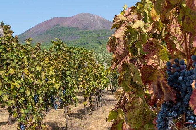 Pompeii Skiptheline With Lunch&Winetasting From Naples Cruise Port - Vehicle and Driver Information